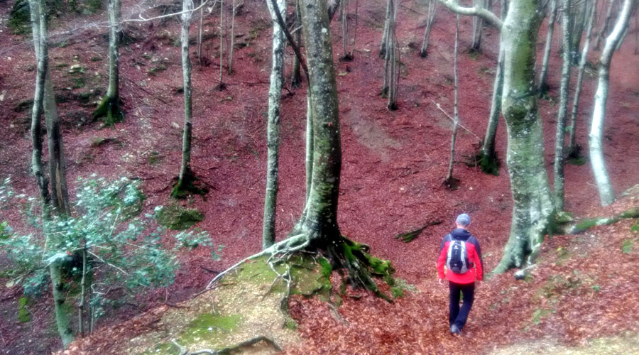 Trekking: Le Faggete del Cucco