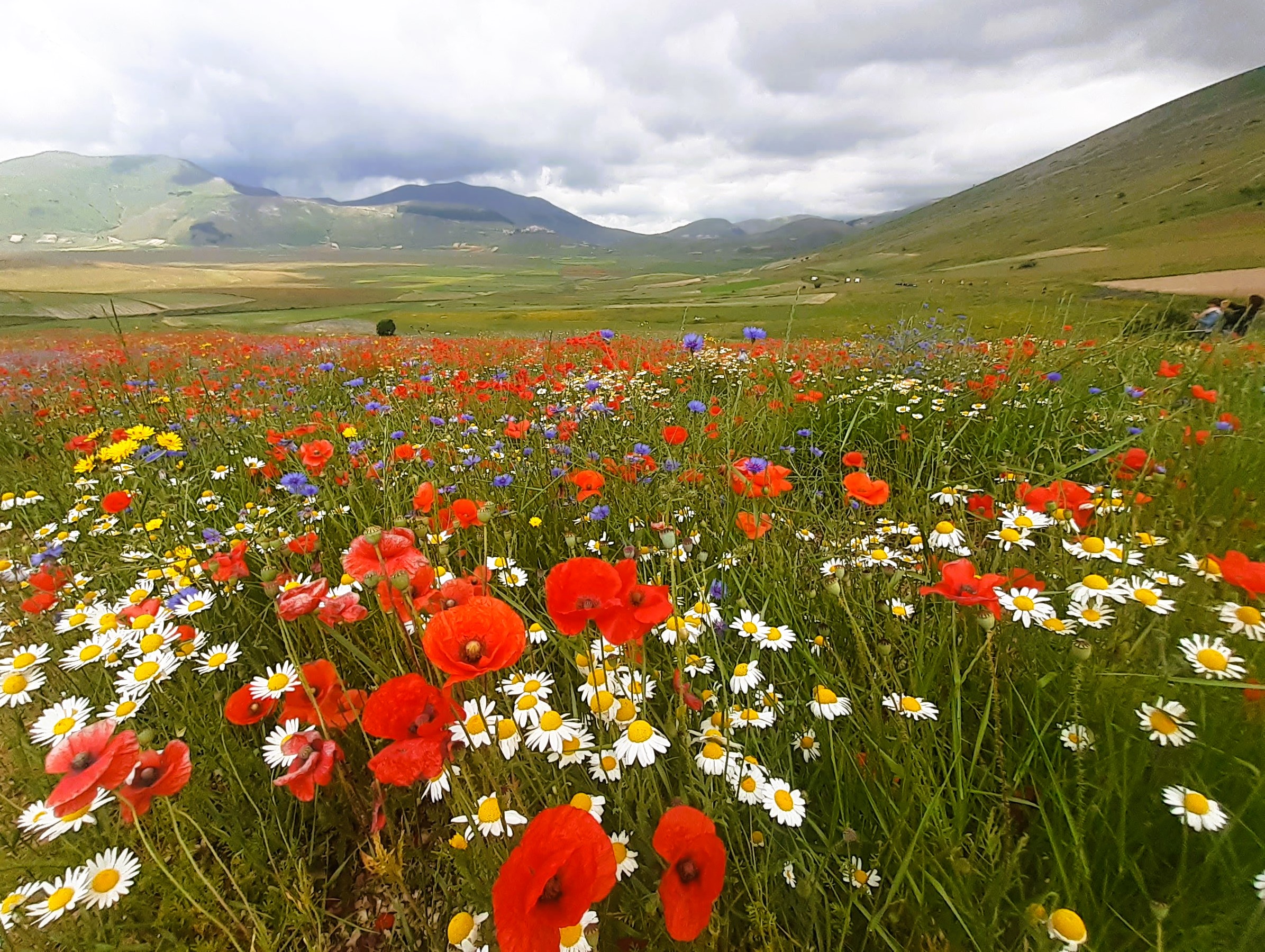 Fioritura di Castelluccio